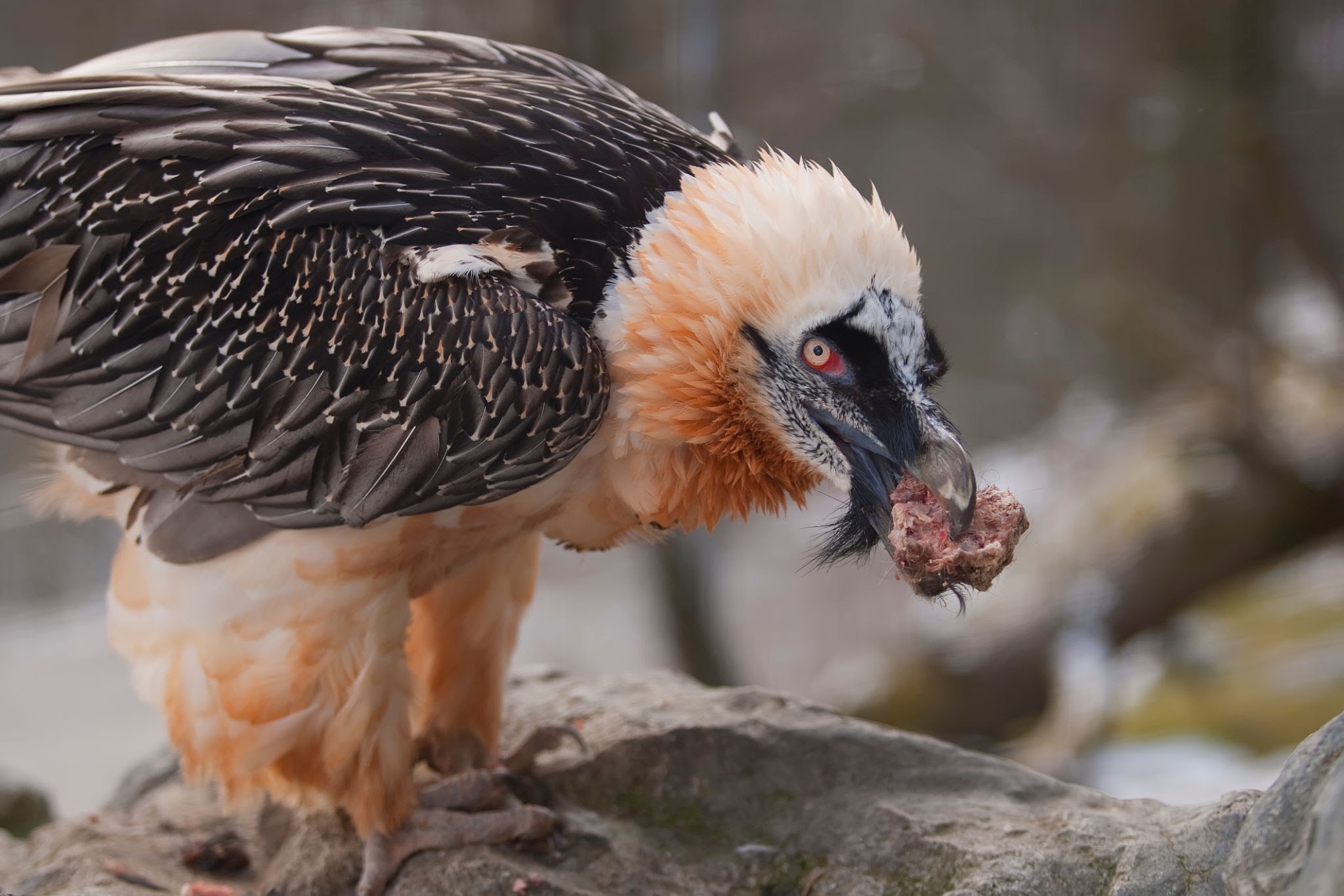Bearded Vulture with parts of his prey