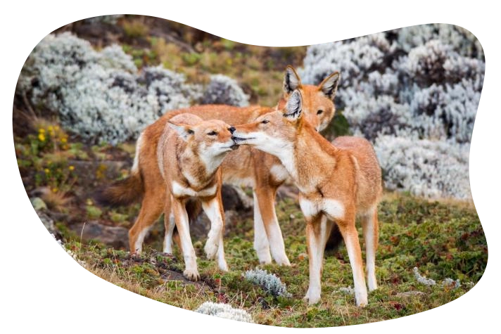 foxes