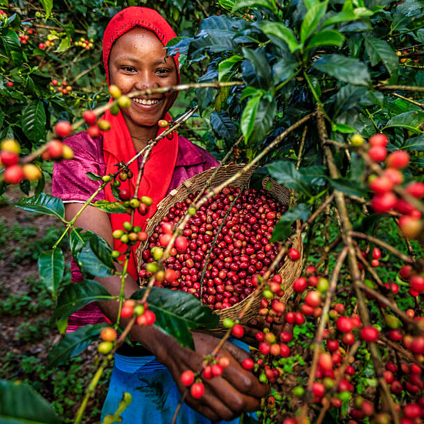 coffee collecting