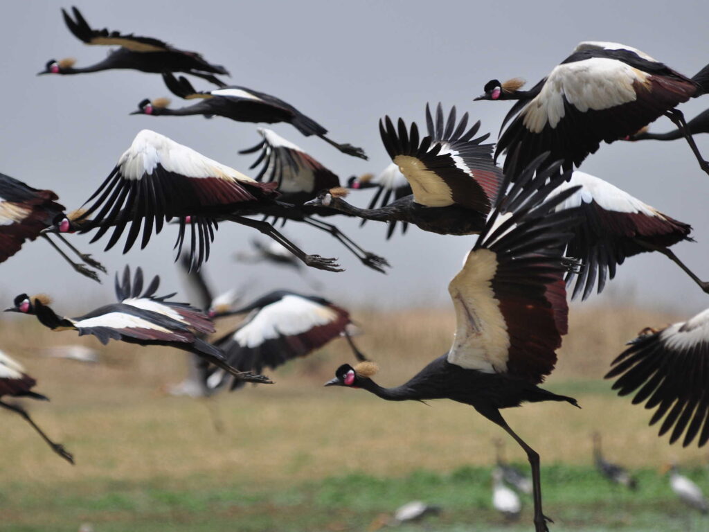Bird watching Ethiopia