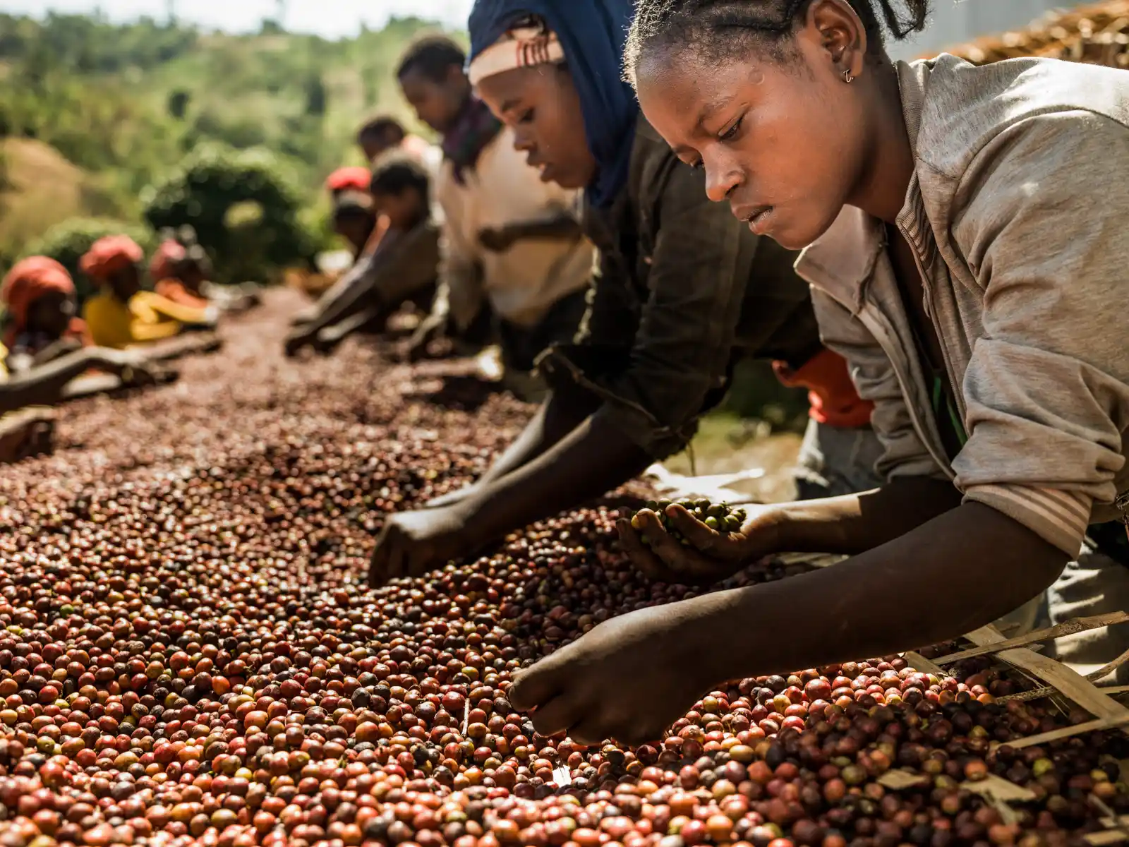Ethiopia Coffee