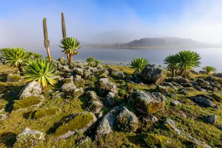 bale mountain National park