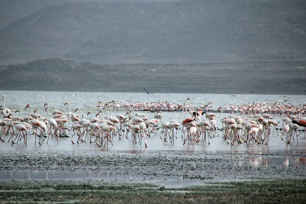 Abijata & shala Lake