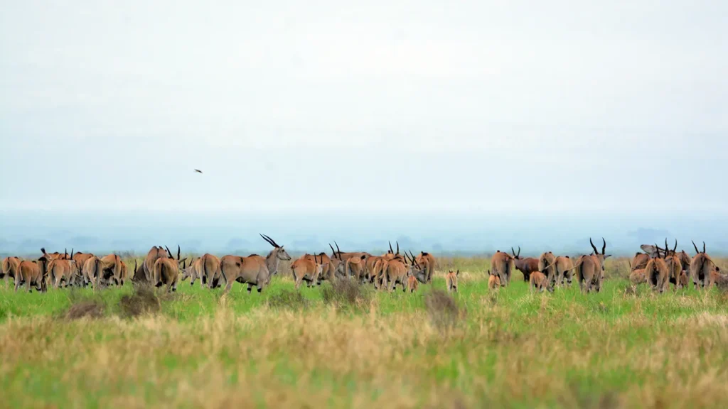 omo National park