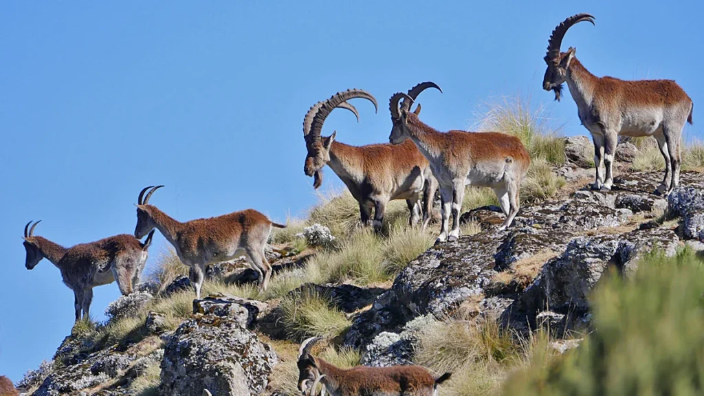 Best Time to Visit Ethiopia